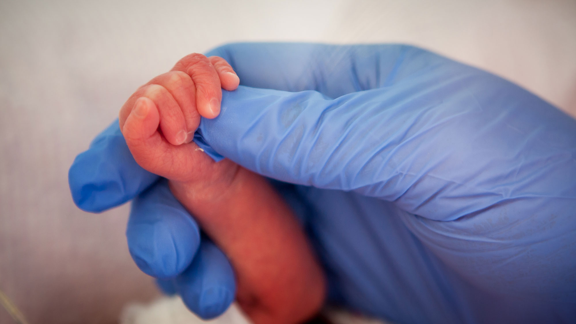 Close up of a hand in a blue rubber medical glove holding a newborn baby's hand.