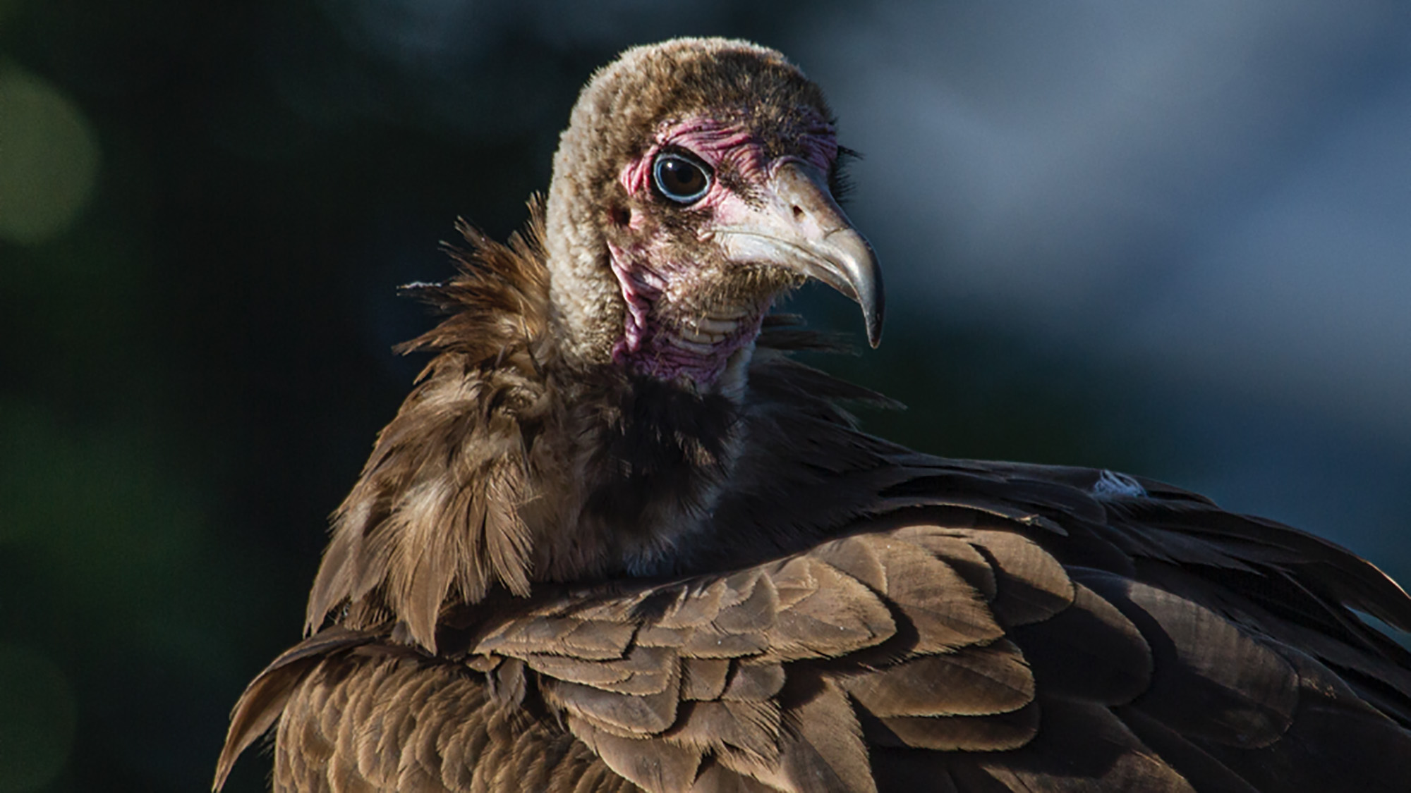 Turkey Vulture  The Peregrine Fund