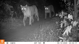 Warming temperatures make life even tougher for urban wildlife