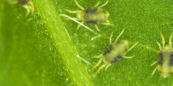 Research unravels how spider mites quickly evolve resistance to toxins