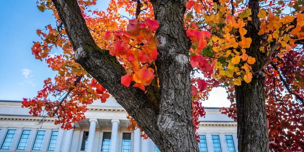 A close up of a tree with bright oranges and reds on the University of Utah campus.
