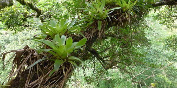 Epiphytes face growing threats
