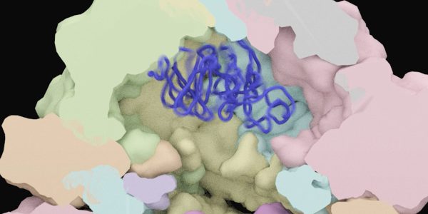 New study challenges model for how proteins help each other fold