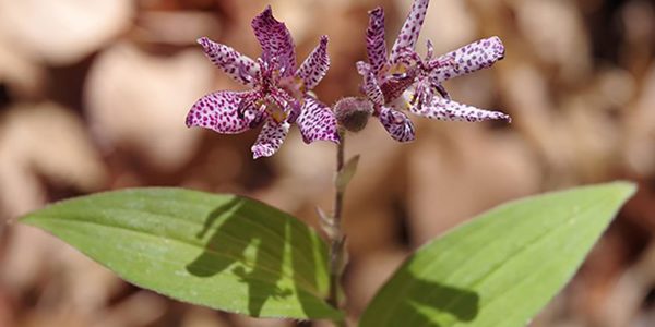 A fall feast for the eyes at Red Butte Garden