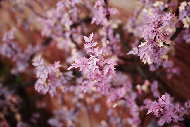 Closeup of a cluster of pink, spiky leaves.