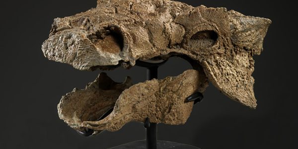 One fossil is upending our understanding of Ankylosaur behavior