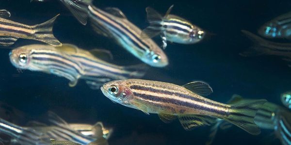 Animals of the U: Zippy the Zebrafish