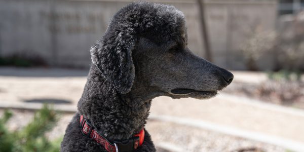 Animals of the U: Baloo, the assistant to Assistant Professor Sara Malik