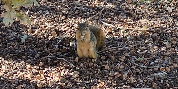 Animals of the U: Fox A. Squirrel