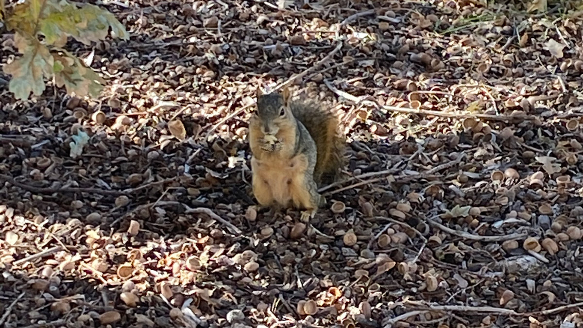 Animals of the U: Fox A. Squirrel – @theU