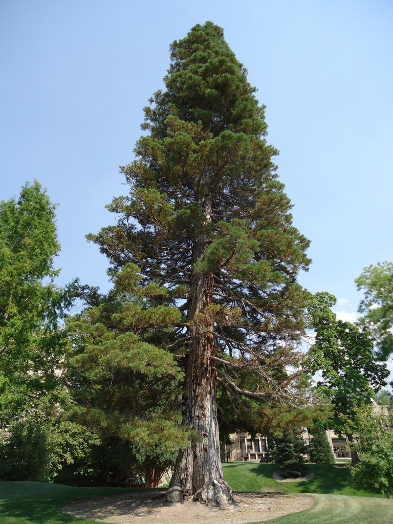 Labrorator Tree The legacy of botanist Walter Cottam transformed U campus into a living ...