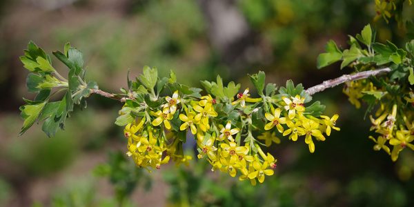 Fragrant blooms at the Red Butte Garden!