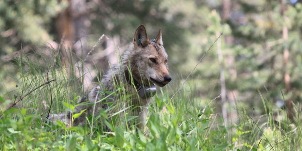 In Turkey, wolves and people have shared a landscape for generations