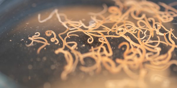The parasites that transformed our immune system