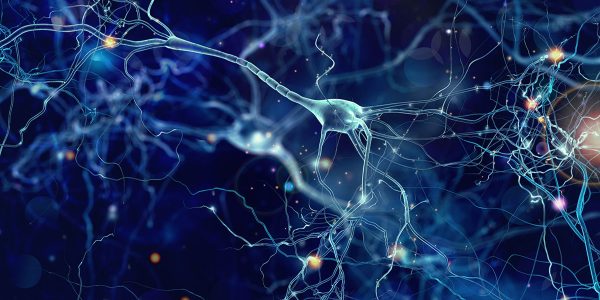 ‘Time cells’ in the brain are critical for complex learning