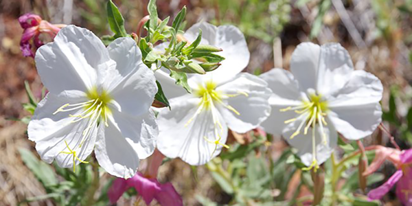 Natural area native plants