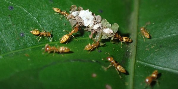 Of ants and trees: ‘Evolutionary déjà vu’ in the tropical rainforest