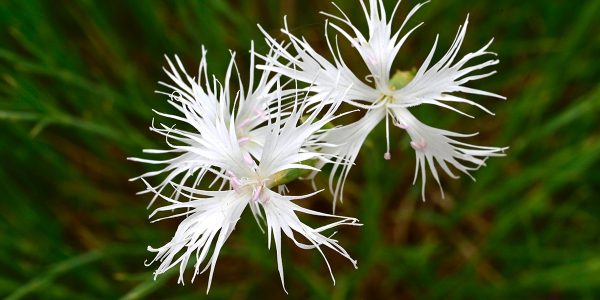 Heatwave haven at Red Butte Garden