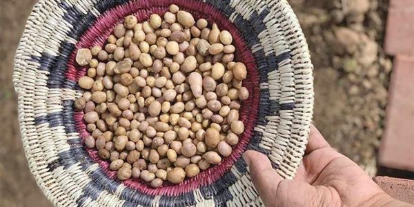 Genetics reveal ancient trade routes of Four Corners potato