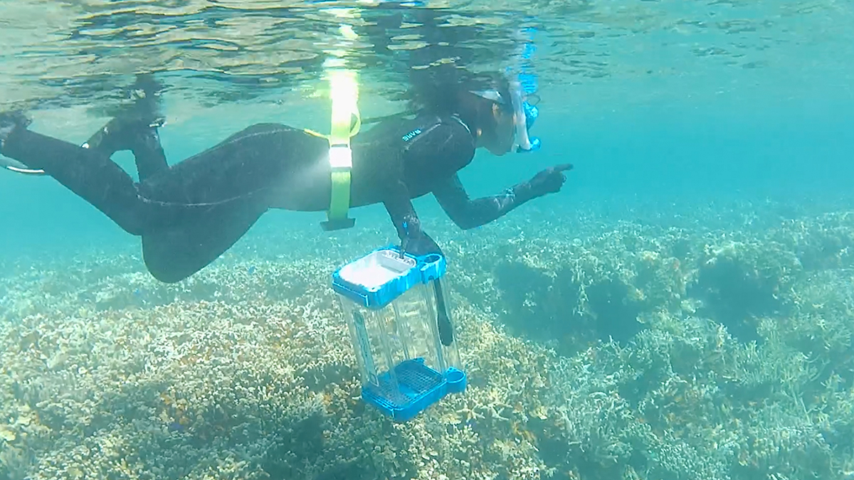Conomode How marine snail venom can improve medicines – @theU