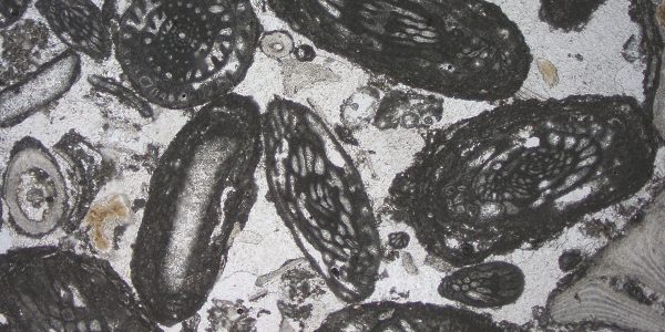 What microscopic fossilized shells tell us about ancient climate change