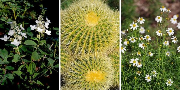 Late summer bloomers at Red Butte Garden