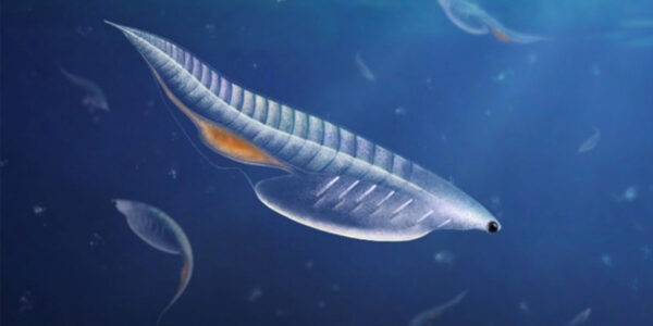 Cambrian fossil from Utah illuminates origins of vertebrate life