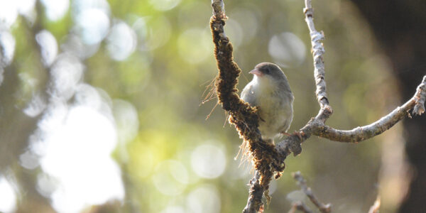 Discovering the traits of extinct birds