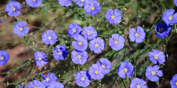 Native American ethnobotany at Red Butte Garden