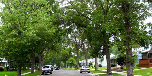 Loss of urban trees affects education outcomes