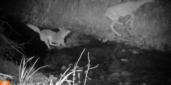 Coyote numbers are often higher in areas where they are hunted