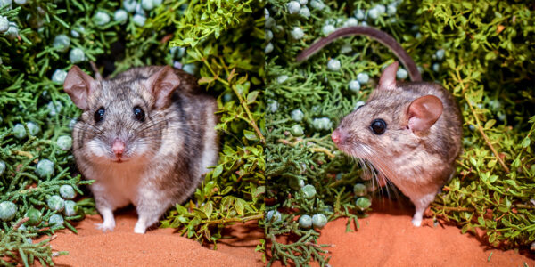 Woodrats use ‘quantity over quality’ as a detox plan