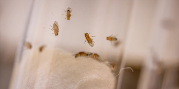 Fruit flies on cocaine could reveal better therapies for addiction
