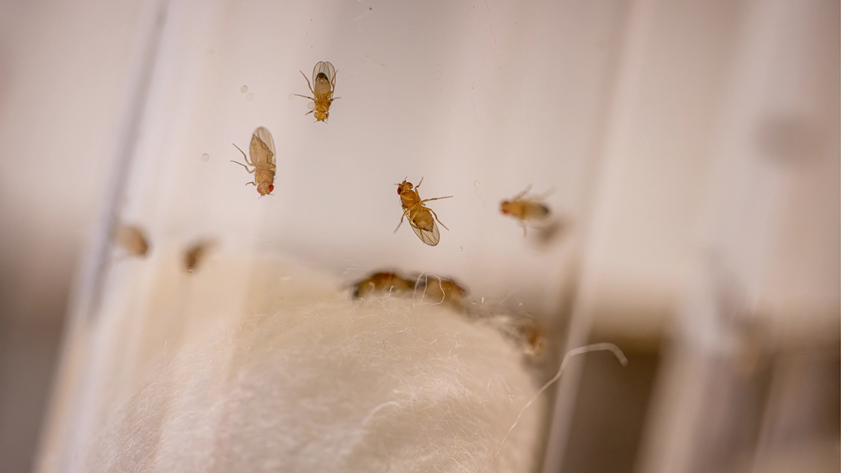 are flies attracted to tobacco Fruit flies on cocaine could reveal better therapies for addiction – @theU are flies attracted to tobacco Fruit flies on cocaine could reveal better therapies for addiction – @theU