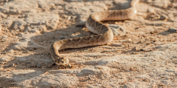 Woodrats’ immunity to snake venom changes with the weather