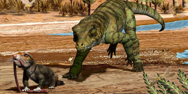 For a while, crocodile