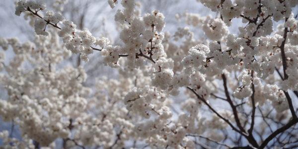 Popcorn trees and skunky blooms