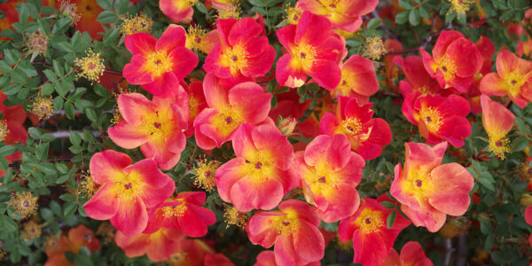Did somebody say roses?