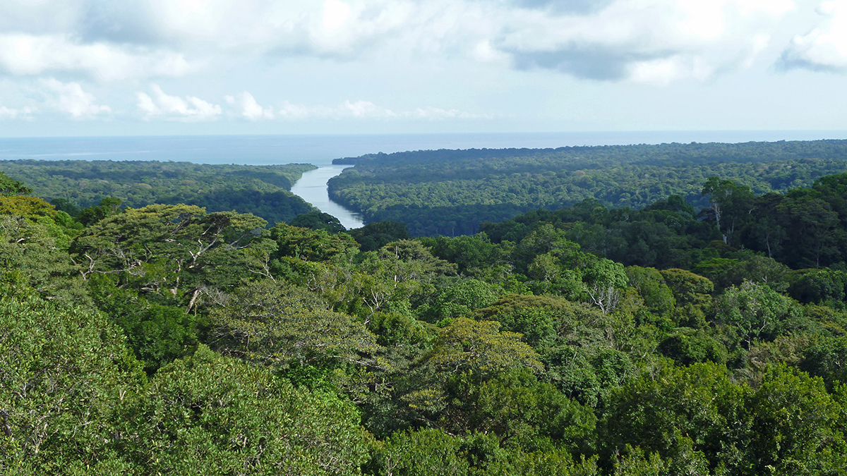 Carbon ‘offsets’ aren’t working. Here’s a way to fix nature-based climate solutions