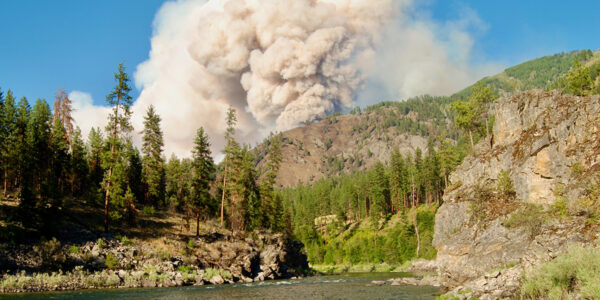 Carbon markets underestimate risks U.S. forests face from climate change