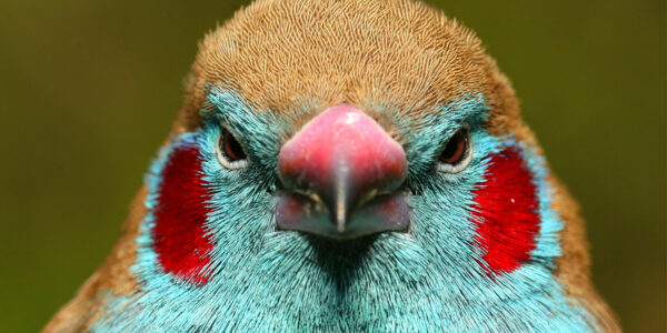 Newly released dataset tracks ecological traits for 11,000 birds