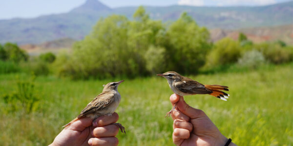 My summer banding birds in eastern Turkey