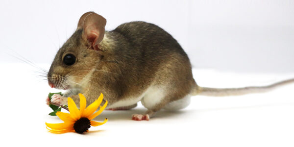 Woodrats’ dietary choices driven by constraints