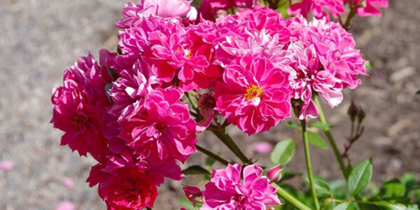 Late summer bloomers