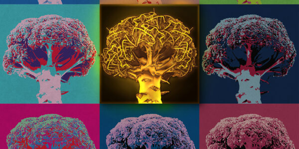 Golden Broccoli: U biochemists create first single-dyed ratiometric biosensor for glycine imaging