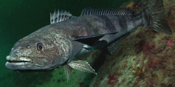 Synthesized version of fish blood protein prevents food, drugs from freezing