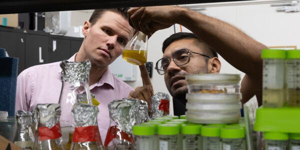 Could a fungus provide a blueprint for next-gen hydrogels?