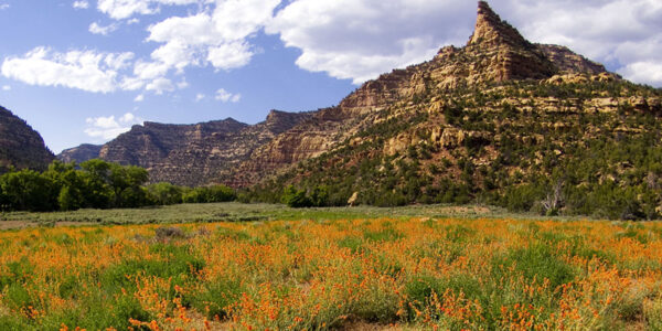 The poop-pile time capsules of Range Creek Canyon