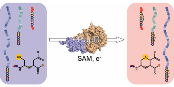 U chemists discover enzyme that could help build next-generation GLP-1 drugs