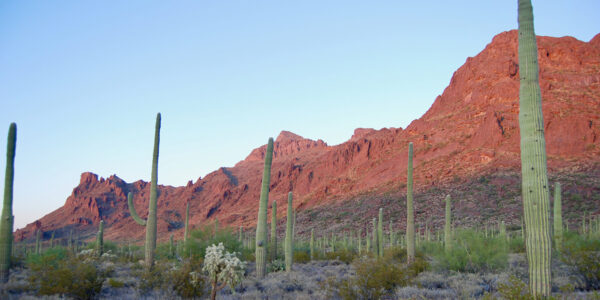 Seismology meets botany: U geologist applies vibration science to saguaros